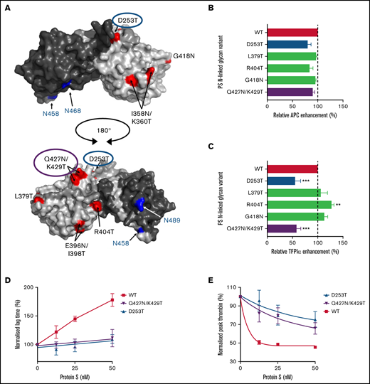 APC and TFPI cofactor function of N-linked glycan protein S variants determined using CAT. (A) Spatial distribution of amino acids which were substituted to obtain additional N-linked glycosylations in the protein S SHBG-like region are highlighted in red. Naturally occurring N-linked glycolysations are highlighted in blue. The model of the SHBG-like region is adapted from Villoutreix et al.42 (B-E) The generated variants were investigated for their abilities to function as cofactors for APC (B) or TFPIα (C-E) using CAT. For this, thrombin generation was initiated by 1 pM TF in protein S-depleted plasma supplemented with 50 μM phospholipids. (B) Screening assay for thrombin generation quantified in plasma supplemented with 9 nM APC in the presence or absence of 50 nM WT or variant protein S. The relative APC enhancement by the protein S variants were determined as the reduction in thrombin peak height compared with that of WT protein S. The decrease in peak height in the presence of WT protein S compared with APC alone was set as 100%. (C) Screening assay for TFPI cofactor function of the protein S variants, using thrombin generation measured in plasma supplemented with 1 nM TFPIα in the presence or absence of 50 nM WT or variant protein S. The relative enhancement of TFPIα was calculated as that of APC above. Here, the decrease in peak height in the presence of both WT protein S and TFPIα compared with that caused by TFPIα alone was set as 100%. (D-E) Titrations of TFPI cofactor function were performed for WT protein S, protein S D253T, and Q427N/K429T (0-50 nM), and the normalized lag times (D) and peak thrombin (E) were plotted against protein S concentration. The peak height and lag time observed in the presence of TFPIα alone represents 100%. The results are presented as mean ± SEM (n = 3-6). PS, protein S.