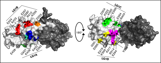 Spatial distribution of amino acid substitutions in the protein S LG1 domain. Charged residues in the protein S LG1 domain were substituted to alanine. Four composite protein S variants were generated, each containing 4 to 6 amino acid substitutions chosen based on their spatial proximity to the sites where insertion of N-linked glycans led to a reduction in TFPI cofactor function or to amino acid residues previously suggested to be functionally important for the TFPIα enhancement. The model of the SHBG-like region is adapted from Villoutreix et al.42