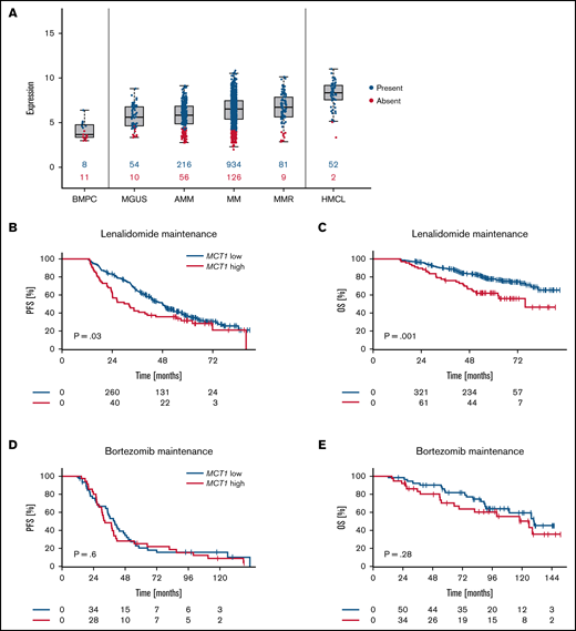 Expression of MCT1 determines PFS and OS in patients receiving IMiD-based maintenance therapy. (A) MCT1 gene expression in plasma cell disorders (n = 1486) and normal bone marrow plasma cells (BMPC, n = 19). MGUS, monoclonal gammopathy of unknown significance; AMM, asymptomatic MM; MM, previously untreated, therapy-requiring MM; MMR, relapsed/refractory MM; and HMCL, human myeloma cell line. Numbers in blue (red) indicate the number of patients expressing (not expressing) MCT1. (B-E) Landmark analysis of patients with MM who underwent maintenance treatment after autologous stem cell transplantation. Expression of MCT1 was assessed by gene expression profiling in CD138-purified myeloma cell samples and correlated with PFS and OS data. P-values are log-rank. (B) PFS of 455 patients who underwent lenalidomide maintenance therapy in the GMMG-MM5-trial (31.9 months vs 48.2 months; MCT1high vs MCT1low). (C) OS of 455 patients who underwent lenalidomide maintenance therapy in the GMMG-MM5-trial (75.9 months vs not reached months; MCT1high vs MCT1low). (D) PFS of 62 patients who underwent bortezomib maintenance therapy in the GMMG-MM4-trial (39.8 months vs 32.6 months; MCT1high vs MCT1low). (E) OS of 101 patients who underwent bortezomib maintenance therapy in the GMMG-MM4-trial, 125.8 months vs 129.8 months; MCT1high vs MCT1low).