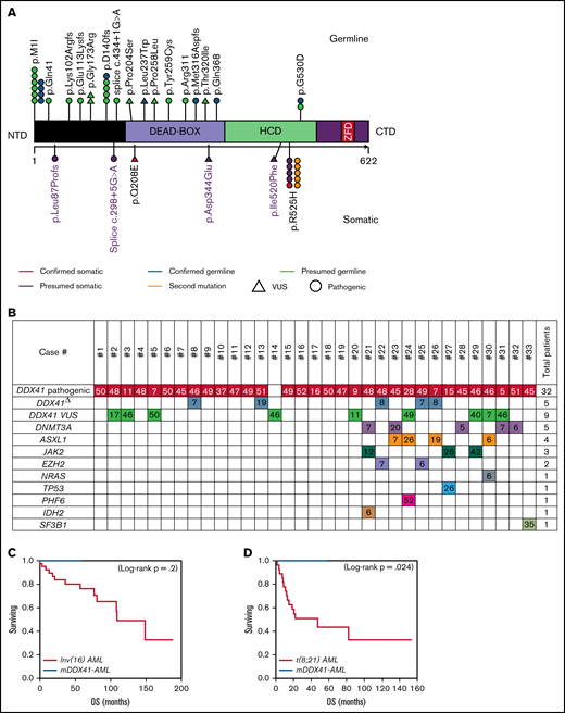 Characteristics of patients with DDX41 mutation. (A) Representation of DDX41 variants detected, positioned on the DDX41 protein and its functional domains. (B) Patterns of the mutations identified in the cohort of 33 patients with DDX41 mutation. The number reported in the box represents the VAF of each mutation. (C-D) Kaplan-Meier survival curves in 10 patients with mDDX41 AML compared with (C) 40 patients with inv 16 AML and (D) 27 patient with t(8;21) AML. CTD, C-terminal domain; ZFD, zinc finger domain; Δ, second mutation.