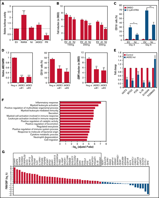 Molecular characterization of NUP98-JADE2 and JADE2 in ATRA-mediated responses and myeloid differentiation. (A) HeLa cells were cotransfected with RARE reporter and the indicated pCMV-HA plasmids. EV, empty vector; NJ, NUP98-JADE2; PR, PML-RARA. Luciferase activities were determined as described in supplemental Methods. (B) HeLa cells were cotransfected with RARE reporter and an increasing pCMV-HA-NUP98-JADE2 (NJ), pCMV-HA-JADE2 (J2), or the empty pCMV-HA (EV), and then treated with ATRA or DMSO for 6 hours before analysis. Results are presented as fold induction vs DMSO treatment. (A-B) *P < .05, **P < .01, and ***P < .001 vs EV, respectively by 1-way analysis of variance followed by Dunnett test. (C) NB4 cells transduced with NUP98-JADE2 (NJ) or control (EV) lentiviruses were treated with ATRA or DMSO. CD11b on GFP-positive cells was measured by flow cytometry. *P < .05 and **P < .01, respectively by paired t test. (D) Left, confirmation of JADE2 knockdown in NB4 cells after 24 hours of siRNA transfection by quantitative RT-PCR. After the transfection, cells were treated with 0.1 µM of ATRA or DMSO for 3 days. CD11b was measured by flow cytometry (middle) and CEBPE by quantitative RT-PCR and normalized to GAPDH (right). **P < .01 and ***P < .001 vs the negative siRNA, respectively by 1-way analysis of variance followed by Dunnett test. (E) Quantitative RT-PCR to validate selected JADE2 target genes in NB4 cells after 48 hours of siRNA transfection. **P < .01 vs negative siRNA by the Mann-Whitney U test. (A-E) Results are expressed as mean plus standard error from 3 independent experiments. (F) Pathway analysis of the 56 downregulated genes by ConsensusPathDB.15 The top 15 enriched Gene Ontology Biological Processes are shown. (G) Expression of the downregulated genes in purified polymorphonuclear cells (PMN) and granulocyte-monocyte progenitors (GMP). Data (from GSE42519) were available for 54 of the downregulated genes. Genes that are upregulated by ≥twofold (log2 fc≥1) in PMN are boxed.