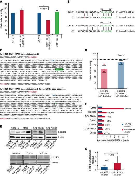 Potential regulatory function of miR-146b-5p on the expression of IL-12Rβ1. (A) The inhibitory effect of a given miRNA on a target sequence (3′UTR) expression was measured in cultured HEK293 cells. These cells were transfected with either the IL-23R 3′UTR or the 3' UTRI L-12Rβ1 together with miR mimics and miR control as indicated. Both firefly luciferase and Renilla luciferase activities were measured after a 48-hour culture. Data shown are relative to the reporter vector transfected with the miR CTR mimic and represent the mean of 5 and 7 experiments, respectively, carried out in triplicate. ∗P < .05. (B) Sequence alignment of miR-146b-5p and miR-146a-5p. The seed region on miRNAs and the potential target sequence on mRNA (site type 7mer-A1, Target scan release 7.2) are indicated in green. A further base pairing of miR-146b-5p with the 3′UTR IL-12Rβ1 is indicated in red. The position coordinates are indicated for the IL-12Rβ1 transcript isoform 3′ UTR: ENSG0000096996.11: ENST00000322153.7. (C) The insert sequence of 3′ UTR clone NM_153701 (Origene, cod SC208722) (IL-12Rβ1 3' UTR-WT) and the same insert deleted of the sequence GTTCTCA complementary to the seed sequence (nt328-nt334, Origene) (IL-12Rβ1 3′ UTR-MUT). Blue, stop codon; red, cloning site; highlighted in green, the seed sequence. (D) HEK 293 cells were transfected with either the IL-12Rβ1 3′UTR-WT or with IL-12Rβ1 3′UTR-MUT with miR mimics and miR control. Both firefly luciferase and Renilla luciferase activities were measured after a 48-hour culture. Data shown are relative to the reporter vector transfected with the miR CTR mimic (reference line at 100%) and represent the mean of 4 experiments carried out in triplicate. P value is statistically significant (P < .05, t test). (E) Western blotting analysis of IL-12Rβ1 and GAPDH or β-Actin expression in purified CLL cells from 7 different cases transfected with miR-146b-5p inhibitor or miR-CTR inhibitor and cultured for 48 hours. (F) Fold change values of the IL-12Rβ1 signal normalized to that of GAPDH or β-Actin of cells transfected with miR-146b-5p inhibitor/IL-12Rβ1 normalized signal of cells transfected with miR-CTR inhibitor. Percentage (%) changes in the relative abundance of IL-12Rβ1 protein are also indicated for each CLL sample and calculated as (fold change − 1) × 100. A positive percentage indicates increased abundance relative to the control. (G) Summary of the results of the experiments in (F). Protein bands from immunoblotting were analyzed using ImageJ Analysis Software or by Alliance LD, UVITEC. Data are presented as IL-12Rβ1/GAPDH or IL-12Rβ1/β-Actin (mean ± SD). The P value of the difference between CLL cells treated with miR-146b-5p vs miR-CTR inhibitors is indicated (Wilcoxon test). ∗P < .05.
