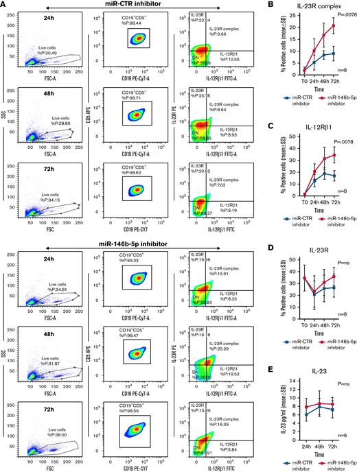 Expression of the IL-12Rβ1 chain and a functional IL-23R complex following downregulation of miR-146b-5p. Purified CLL cells were transfected with miR-146b-5p inhibitor or miR CTR inhibitor, cultured for different times and analyzed for the IL-23R complex expression and for IL-23 production. (A) Time course analysis of the IL-23R complex expression after transfection with miR CTR inhibitor or miR-146b-5p inhibitor in a representative CLL case (GE1-AG114). Cells expressing the IL-23R complex were measured by flow cytometry, determining the simultaneous expression of both the IL-23R and IL-12Rβ1 chains. Double-positive cells were considered as IL-23R complex-positive. Only viable cells were gated, and of these were mainly CD19+CD5+ since cells with this phenotype that were purified before transfection (see also supplemental Figure 7). (B-D)Summary of time course expression of IL23R complex, (C) IL-12Rβ1, and (D) IL-23R side chain determined in cells from 8 CLL cases by flow cytometry before (T0) and after treatment as in (A). Data are expressed as a percentage of positive cells (mean ± SD). (E) IL-23 production in cell supernatants from 6 CLL cases treated as in (A). (F) Representative experiment on cells from GE1-AG114 CLL case to show the presence of a functional IL-23R complex. Purified CLL cells were transfected with the indicated miR inhibitors and cultured for 24 to 72 hours in the presence or absence of IL-23 (100 ng/mL), with/without IL-23-neutralizing mAbs (αIL-23p19). Viable cells (annexin-V/PI-negative cells) were determined after a 72-hour culture. (G) Summary of time course experiments on cells from 8 CLL cases treated and analyzed as in (F). Data are plotted as percent of viable cells mean ± SD, and the P value indicates the differences between the different culture conditions. (H) Determination of cell cycle phases by flow cytometry in CLL cells (GE1-AG114) transfected with the indicated miR inhibitors and cultured for 48 hours in the presence or absence of IL-23 (100 ng/mL), with/without IL-23 neutralizing mAbs (αIL-23p19) in the indicated combinations. Flow logic software was employed for the analyses. Proliferating (G2M) cells are indicated in green. (I) Summary of experiments on cells from 8 different CLL cases performed and analyzed as in (I). The values were determined after 48 hours in culture. P values are indicated (Wilcoxon test). ∗P = .04 and ∗∗P = .0078.