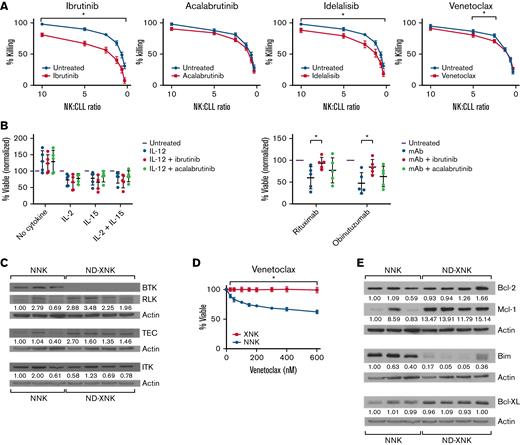 Interaction of ND-XNK cells with CLL targeted therapies. (A) ND-XNK cells were cocultured with primary CLL cells and 5 μg/mL obinutuzumab ± 1 μM ibrutinib, 1 μM acalabrutinib, 5 μM idelalisib, or 8 nM venetoclax. Cytotoxicity measured by 4-hour calcein release assay. Graph shows mean ± standard deviation of 10 to 12 experiments. (B) Left: ND-XNK cells were stimulated for 3 days with 10 μg/mL IL-2 and/or IL-15, plus IL-12 to induce AICD, ±1 μM ibrutinib or acalabrutinib. Survival was measured as the % of annexin V–/PI– cells. Graph shows mean ± standard deviation of 5 experiments, normalized to each stimulus without IL-12. Right: ND-XNK cells were stimulated for 3 days with plate-adsorbed rituximab or obinutuzumab, ±1 μM ibrutinib or acalabrutinib. Survival was measured by annexin V/PI staining and shown as mean ± standard deviation of 5 experiments, normalized to the unstimulated condition to account for normal cell death in culture. (C) Expression of BTK, RLK, TEC, and ITK was measured in NNKs and ND-XNKs by western blotting. (D) ND-XNK or NNK cells were cultured with varying concentrations of venetoclax for 24 hours, and viability was measured by annexin V/PI flow cytometry. Graph shows mean ± standard deviation of 4 NNK, 5 ND-XNK experiments. (E) Expression of Bcl-2, Mcl-1, Bcl-XL, and Bim was measured in NNKs and ND-XNKs by western blotting. ∗P < .05 by mixed effect modeling. mAb, monoclonal antibody.