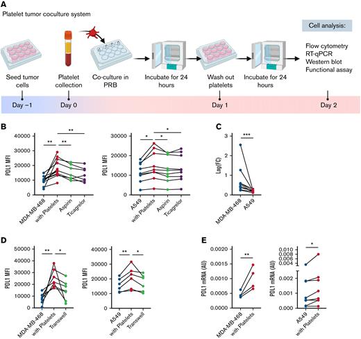 Platelets upregulate tumor cell PD-L1 in a coculture system. (A) Scheme of platelet and tumor cell coculture system. (B) Flow cytometric analysis of tumor cell-surface PD-L1 median fluorescence intensity (MFI) on MDA-MB-468 cells (left panel, n = 7-10) and A549 cells (right panel, n = 9) cocultured with platelets (+platelets) or coculture treated with 100 μM aspirin or 1 μM ticagrelor. (C) Relative levels of PD-L1 in coculture to tumor cell monoculture for MDA-MB-468 and A549 cells. n = 7. (D) Flow cytometric analysis of tumor cell-surface PD-L1 levels following tumor cell monoculture, cocultured with platelets, or cocultured with platelets physically separated by transwells. Left panel: MDA-MB-468 (n = 7); right panel: A549 (n = 6). (E) PDL1 gene expression in tumor cells either as monoculture or cocultured with platelets. Normalized to glyceraldehyde-3-phosphate dehydrogenase. Left panel: MDA-MB-468 (n = 4); right panel: A549 (n = 7). Lines connect the data points are from an individual healthy donor. Paired t test was used for testing data with 2 groups. One-way analysis of variance (with Tukey correction was used for testing data with 3 or more groups. ∗P < .05, ∗∗P < .01, ∗∗∗P < .001. ns, not significant; RT-qPCR, reverse transcription quantitative polymerase chain reaction.