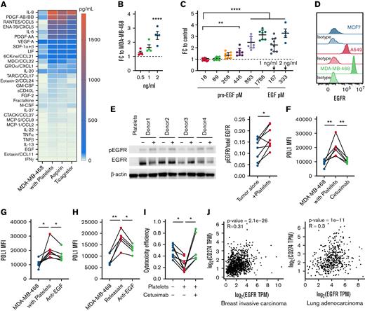 Platelets upregulate tumor PD-L1 through EGF/EGFR pathway. (A) Heatmap showing mean concentration of indicated cytokines in conditioned medium from MDA-MB-468 monoculture, platelet, and MDA-MB-468 cell coculture (with platelets); cocultures treated with either aspirin or ticagrelor. N = 3 replicates. (B) Fold change in PD-L1 cell-surface expression measured by flow cytometry in response to indicated concentration of EGF relative to vehicle control for MDA-MB-468 cells. N = 4. (C) Fold change in PD-L1 cell-surface expression measured by flow cytometry in response to indicated concentrations of recombinant pro-EGF and EGF relative to vehicle control for MDA-MB-468 cells. N = 4 to 8. (D) EGFR levels of MCF7, A549, and MDA-MB-468 cells were measured by flow cytometry. Isotype control (IgG2b, κ) from each cell line was used as the negative control. (E) Left: representative western blot images of total EGFR and pEGFR (Tyr1068) of MDA-MB-468 cells. Right: graph of western blot quantification of pEGFR/total EGFR ratio for all donors (see supplemental Figure 3G for full blots and detailed information). N = 8. (F) Flow cytometric analysis of PD-L1 level of MDA-MB-468 cells cultured alone, cocultured with platelets, or cocultured with platelets and 3 μg/mL cetuximab. N = 6. (G) Flow cytometric analysis of PD-L1 levels of MDA-MB-468 cells cultured alone, cocultured with platelets, or cocultured with platelets and 2 μg/mL EGF-neutralizing antibody. N = 7. (H) Flow cytometric analysis of PD-L1 levels of MDA-MB-468 cells treated with CRP-induced activated platelet releasate with or without 2 μg/mL EGF neutralizing antibody. N = 5. (I) T-cell cytotoxicity efficiency in MDA-MB-468 cells cocultured with platelets or in the presence of 3 μg/mL cetuximab. N = 6 to 8. (J) Spearman’s rank correlation analysis for EGFR and PD-L1 (CD274) in The Cancer Genome Atlas breast and lung cancer data sets. Each line represents a separate experiment using platelets isolated from a different healthy donor. Paired t tests were used for testing data with 2 groups. One-way analysis of variance with Tukey correction was used for testing data with 3 or more groups. ns, not significant. ∗P < .05, ∗∗P < .01, ∗∗∗∗P < .0001. -, tumor monoculture; +, tumor cocultured with platelets.