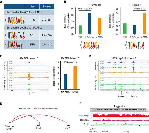 NA-ATLL and J-ATLL have differentially enriched motifs in accessible chromatin regions. (A) Motif enrichment in differentially accessible regions between NA-ATLL (n = 4) and J-ATLL (n = 4) cell lines. ETS1 motif was significantly enriched in chromatin regions that were more accessible in NA-ATLL cell lines, whereas AP1 and IRF4 motifs were enriched in chromatin regions that were more accessible in J-ATLL cell lines. (B) Comparison of overall enrichment of ETS1 and AP1 motifs (percent of total peaks containing the motif) across normal Treg cells and NA-ATLL and J-ATLL cell lines. The ETS1 motif is significantly enriched in NA-ATLL cell line peaks and the AP1 motif is significantly enriched in J-ATLL cell line peaks. (C) J-ATLL cell lines have significantly greater chromatin accessibility (FDR = 0.0013) at the BATF3 intronic region (intron 2) overlapping with a previously identified HBZ binding site.17 (D) Two intronic peaks in ETS1 (intron 6) were accessible primarily in NA-ATLL cell lines. (E) Intron 6 peak 1 has been identified as an enhancer for ETS1 and the ETS family member FLI1 through direct chromatin interaction (FANTOM539). (F) ETS1 accessible peaks identified by ATAC-seq overlap with ETS1 binding sites in Treg ETS1 ChIP-seq.