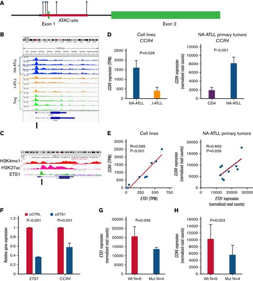 CCR4 is a transcriptional target of ETS1 in NA-ATLL. (A) CCR4 gene map of chromatin accessibility and ETS1 binding motifs. Purple, NA-ATLL specific chromatin accessibility (ATAC-seq); Lollipops, predicted ETS1 binding sites within open chromatin region; Green, exons. (B) NA-ATLL–specific chromatin accessibility over CCR4 TSS region. ATAC-seq data shown for NA-ATLL, J-ATLL, and normal Treg cells. (C) ETS1 binding to the CCR4 promoter region corresponding to chromatin accessibility site was confirmed by analysis of ETS1 ChIP-seq data in Treg cells. (D) ETS1 expression in NA-ATLL and J-ATLL cell lines (mean ± SE; 2-sided t test) and primary NA-ATLL and normal CD4 cells (mean ± SE; FDR-adjusted P value). TPM, transcripts per million. (E) CCR4 and ETS1 expression are highly correlated in NA-ATLL cell lines (P < .001; R = 0.995) and NA-ATLL primary cells (P = .026; R = 0.662). Pearson correlation; TPM, transcripts per million. (F) siRNA knockdown of ETS1 resulted in decreased CCR4 expression (P = .021). ATL18 cell line; 2-sided t test, mean ± standard deviation. Data are representative of 3 separate transfections. (G-H) ETS1 and CCR4 expression stratified by CCR4 mutation status in NA-ATLL primary tumor cells. Mean ± standard deviation, 2-sided t test.