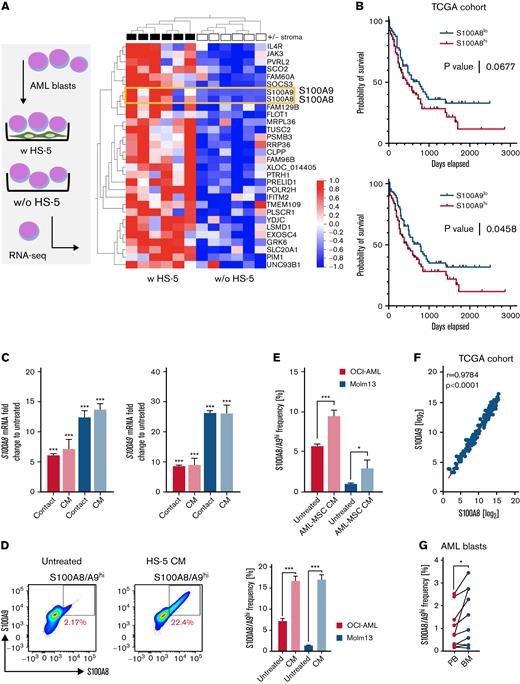 BM stromal cells induce S100A8 and S100A9 in AML cells. (A) FACS-sorted primary CD33+CD34+ AML blasts (n = 6) were cultured for 24 hours in the absence (w/o) or presence (w) of a confluent layer of the human BM-derived stroma cell line HS-5 and subsequently analyzed by microarray analysis (left). The heat map (right) shows the top 30 highest differentially expressed genes in the group of AML blasts cultured in the presence of HS-5 cells. (B) Publicly available data from TCGA (LAML data set) was divided into S100A8hi/S100A9hi and S100A8lo/S100A9lo groups based on the mean expression, and depicted as survival curves using the Mantel-Cox test for calculation of significance. (C) AML cell lines OCI-AML3 and MOLM-13 were cultured for 48 hours in the presence or absence of HS-5 cells (contact; OCI-AML, n = 11; MOLM-13, n = 10) or HS-5 CM (CM; OCI-AML, n = 5; MOLM-13, n = 5). Gene expression of S100A8 and S100A9 was analyzed by qPCR and is depicted as the fold change of treated/untreated cells (untreated set as 1). (D) Frequency of S100A8/S100A9hi cells as shown in the representative pseudocolored flow cytometry plot was determined in AML cell lines (OCI-AML, n = 27; MOLM-13, n = 27) cultured for 48 hours in the absence or presence of HS-5 CM. (E) AML cell lines (OCI-AML, n = 13; MOLM-13, n = 11) were cultured for 48 hours in the absence or presence of CM from MSCs of 7 patients with AML (AML-MSC CM, patient ID 11-17; supplemental Table 1) and analyzed for the frequency of the S100A8/A9hi population by flow cytometry. (F) Log2-transformed normalized counts of the S100A8 and S100A9 gene expression (from the TCGA LAML data set) were correlated by the Spearman test. (G) The S100A8/A9hi population among matched-pair PB- and BM-derived AML blasts (n = 10; patient ID 1-10; supplemental Table 1) was analyzed by flow cytometry. Data are expressed as the standard error of mean. ∗P < .05; ∗∗P < .01; ∗∗∗P < .001. FACS, fluorescence-activated cell sorting; qPCR, quantitative real-time polymerase chain reaction.