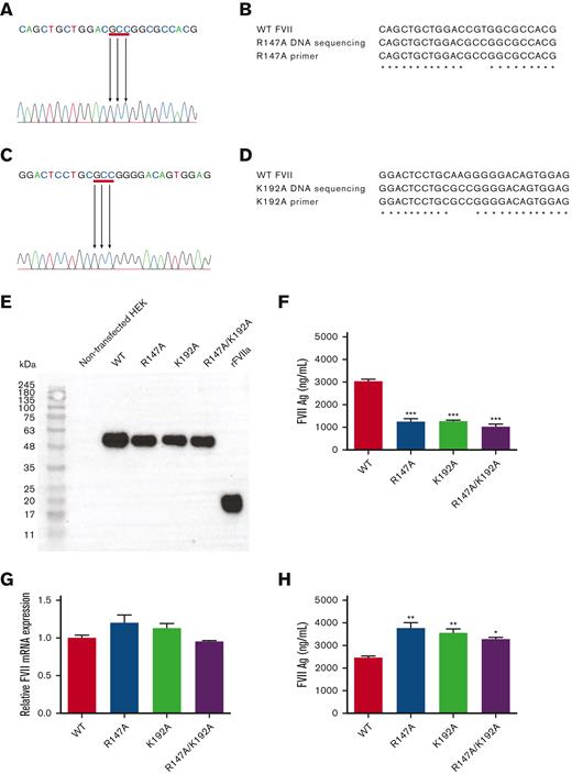 Constructionand expressionof human FVII. DNA sequencing chromatogram of R147A (A) and K192A (C). After sequencing, R147A, K192A, and R147A/K192A variants demonstrated the successful alanine substitution that changed nucleotide sequences at position 147 and 192 to GCC, resulting in alanine substitution. The red underline represents GCC sequences. The green color represents nucleotide A. The blue color represents nucleotide C. The black color represents nucleotide G. The red color represents nucleotide T. Sequence alignment of R147A (B) and K192A (D) with WT FVII and primer. The codon at position R147 and K192 was similar to their primers. The star represents similar sequences. Western blot analysis of FVII variants in culture media supernatant (E). One microgram of total protein was applied to each lane. Nontransfected HEK (1 μg of total protein) was used as a negative control. Recombinant FVIIa (NovoSeven, 100 ng) was used as a positive control. The zymogen FVII and the light chain of the protease FVIIa appeared as a single band at 55 and 20 kDa, respectively. Secreted FVII protein levels in culture media supernatant (F). FVII protein levels were determined by ELISA. FVII mRNA levels of FVII variants (n = 3) (G). FVII mRNA levels were examined by qRT-PCR. Intracellular FVII proteins. After stable transfection, FVII protein levels in cell lysates were determined using ELISA (H). Data were reported as mean ± SEM (n = 3). ∗∗∗P < .001; ∗∗P < .01; ∗P < .05 in comparison between WT and each FVII variant.