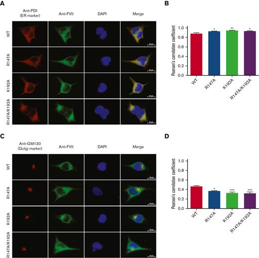 Intracellular localization of FVII variants. Intracellular localization of FVII variants in the ER (A) and the Golgi (B). The markers of cell organelles (ER and Golgi) were stained in red color. FVII was stained in green. Colocalization of FVII with a cell organelle marker (ER or Golgi) was shown in yellow color. Scale bars, 10 μm. The colocalization of FVII with PDI (C) and GM130 (D) was calculated by the PCC. The PCC score was estimated from 10 cells for each FVII. ∗∗∗P < .001; ∗∗P < .01; ∗P < .05 in comparison between WT and each FVII variant.