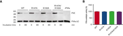 FVII activation by FXa determined by western blotting and FVIIa amidolytic activity. (A) Equivalent molar concentrations (0.5 nM) of WT, R147A, K192A, and R147A/K192A were incubated with 60-nM FXa for 0 and 30 minutes at 37°C. At each time point, the enzymatic reactions were quenched with the reducing sample buffer, run on 12% SDS-PAGE, transferred to PVDF membrane, and probed with the rabbit anti–FVII monoclonal antibody as described in the Methods section. FVIIa LC, the light chain of protease FVIIa; rFVIIa, recombinant FVIIa (NovoSeven, 10 ng). (B) FVII (15 nM) was activated by FXa in reaction buffer at 37°C in the presence of 60-nM FXa for 30 minutes. Rivaroxaban (120 nM) was then added to the inhibit activity of FXa at 37°C for 30 minutes. FVIIa substrate (0.8 mM) was added to determine FVIIa amidolytic activity. Data were presented in percentage of activity compared with WT FVII.