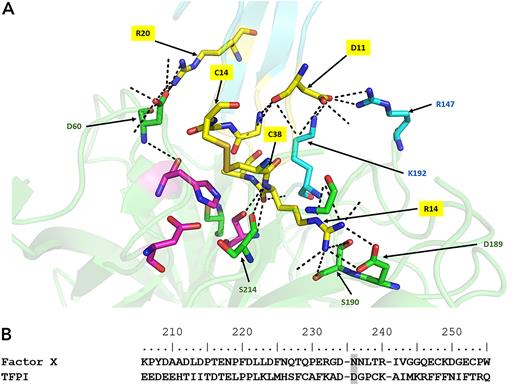 Molecular model of human FVIIa crystal structure with the Kunitz-1 domain of TFPI. (A) Molecular model of FVIIa crystal structure with the Kunitz-1 domain of TFPI created in Pymol. The hydrogen bond network between residues within the substrate-binding pocket of FVIIa and the Kunitz-1 domain of TFPI adapted from PDB ID: 1FAK.31 R147 and K192 were illustrated as cyan stick. The Kunitz-1 domain of TFPI was shown as yellow stick. The catalytic triads in the active site were shown in magenta. Other residues within the substrate-binding pocket were shown in green. Hydrogen bonds were shown as black dotted lines. (B) The amino acid sequences at the cleavage sites of FX, binding with FVIIa, were compared with the Kunitz-1 domain of TFPI. The amino acids of FX and TFPI bound to R147 and K192 of FVIIa were highlighted in gray.