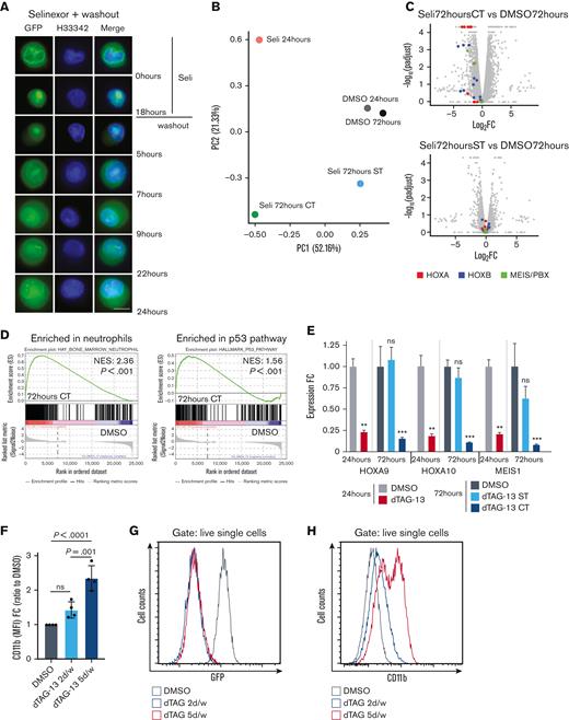 Prolonged XPO1 inhibition is necessary to elicit significant antileukemic activity in NPM1-mutated AML in vitro. (A) Fluorescence microscopy of NPM1c-GFP OCI-AML3 treated for 18 hours with selinexor 100 nM. After 18 hours, selinexor was removed from the medium, and cells were left in culture for the following 24 hours taking pictures at 5, 7, 9, 22, and 24 hours after drug washout. Hoechst 33342 was used to stain the nuclei. Original magnification ×100; scale bar, 5 μm. (B) Principal component analysis plot derived from the means (N = 2) of the fragments per kilobase of transcript per million mapped reads (FPKM) values of parental OCI-AML3 cells collected at 24 hours treated with either DMSO or selinexor 50 nM and OCI-AML3 cells collected at 72 hours treated with either DMSO, selinexor 50 nM ST (24 hours selinexor + 48 hours fresh medium) or selinexor 50 nM CT (72 hours selinexor). (C) Volcano plots depicting differentially expressed genes in parental OCI-AML3 cells treated for 72 hours with selinexor 50 nM CT (72 hours selinexor) and 72 hours selinexor 50 nM ST (24 hours selinexor + 48 hours fresh medium), compared with DMSO. Log2FC and log10p andjusted values are shown on the x- and y-axis, respectively. Genes belonging to the HOXA (red), HOXB (blue), and MEIS/PBX (green) families are highlighted. (D) Gene set enrichment analysis of RNA-sequencing data from parental OCI-AML3 cells treated for 72 hours with selinexor CT or DMSO. Enrichment plots for “Hay_bone_marrow_neutrophils” and “Hallmark_P53_pathway” gene sets are shown. Complete Gene Ontology and Molecular Signature Database enrichment data are provided in supplemental Table 2. (E) HOXA9, HOXA10, and MEIS1 expression by quantitative polymerase chain reaction (qPCR) in dTAG OCI-AML3 cells after 24 hours treatment with either DMSO or dTAG 500 nM, and 72 hours treatment with either DMSO, dTAG-13 500 nM ST (24 hours dTAG-13 + 48 hours fresh medium) or dTAG-13 500 nM CT (72 hours dTAG-13). N = 3, mean ± standard error of the mean (SEM), Tukey multiple comparison test. (F) Flow cytometry quantification of CD11b, expressed as MFI FC relative to DMSO in dTAG OCI-AML3 cells on day 11 following treatment with DMSO, dTAG-13 500 nM 2 days per week or dTAG-13 500 nM 5 days per week. N = 4, mean ± SEM, Tukey multiple comparison test. (G) Histogram plot representing NPM1c-GFP levels demonstrate efficient degradation of NPM1c upon dTAG-13 treatment. (H) Histogram plot representing CD11b expression analyzed by flow cytometry on day 11 in dTAG OCI-AML3 cells treated with either DMSO, dTAG-13 500 nM 2 days per week or dTAG-13 500 nM 5 days per week. d/w, days per week; FC, fold change; H33342, Hoechst 33342; MFI, median fluorescence intensity; ns, not significant; padjust, adjusted P value; PC, principal component; Seli, selinexor.