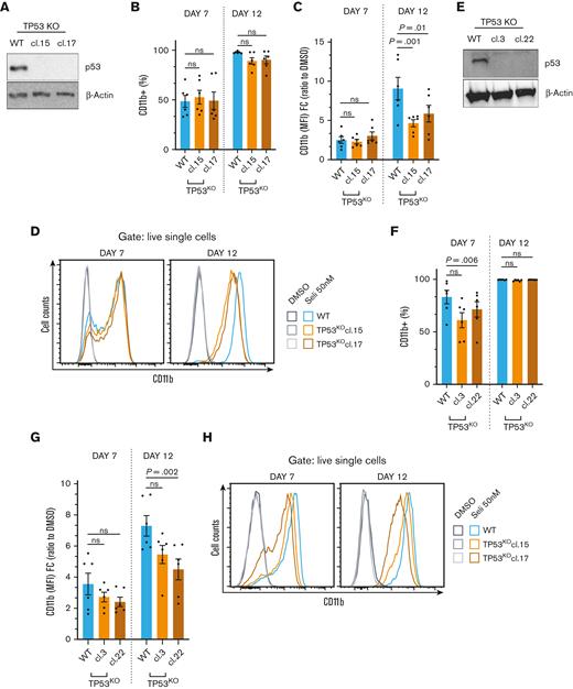Differentiation induced by prolonged XPO1 inhibition is marginally dependent on TP53. (A) Immunoblot analysis of p53 in WT and TP53KO OCI-AML3 clones 15 and 17. (B) Flow cytometry quantification of CD11b, expressed as percentage of CD11b+ cells in WT and TP53KO OCI-AML3 clones after 7 and 12 days of CT with selinexor 50 nM. N = 6, mean ± SEM, Dunnett multiple comparison test. (C) Flow cytometry quantification of CD11b, expressed as MFI FC relative to DMSO in WT and TP53KO OCI-AML3 clones after 7 and 12 days of CT with selinexor 50 nM. N = 6, mean ± SEM, Dunnett multiple comparison test. (D) Histogram plot showing CD11b expression in WT and TP53KO OCI-AML3 clones after 7 and 12 days of CT with DMSO or selinexor 50 nM. (E) Immunoblot analysis of p53 protein expression in WT and TP53KO dTAG OCI-AML3 clones 3 and 22. (F) Flow cytometry quantification of CD11b, expressed as percentage of CD11b+ cells in WT and TP53KO dTAG OCI-AML3 clones after 7 and 12 days of CT with selinexor 50 nM. N = 6, mean ± SEM, Dunnett multiple comparison test. (G) Flow cytometry quantification of CD11b, expressed as MFI FC relative to DMSO in WT and TP53KO dTAG OCI-AML3 clones after 7 and 12 days of CT with selinexor 50 nM. N = 6, mean ± SEM, Dunnett multiple comparison test. (H) Histogram plot showing CD11b expression in WT and TP53KO dTAG OCI-AML3 clones after 7 and 12 days of CT with DMSO or selinexor 50 nM. cl, clone.
