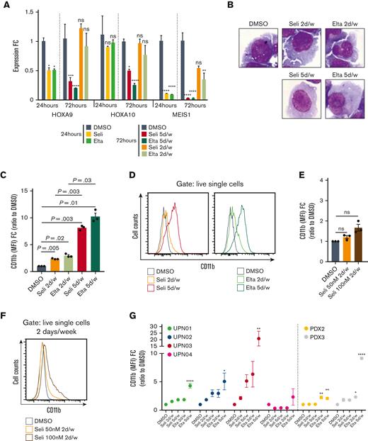 Prolonged XPO1 inhibition is necessary to induce terminal differentiation of NPM1-mutated cells in vitro. (A) HOXA9, HOXA10, and MEIS1 expression by qPCR in OCI-AML3 cells after 24 hours treatment with DMSO, selinexor, or eltanexor 50 nM; 72 hours treatment with DMSO, selinexor, or eltanexor 50 nM 5 days per week (72 hours treatment); and selinexor or eltanexor 2 days per week (24 hours treatment + 48 hours fresh medium). N = 3, mean ± SEM, Tukey multiple comparison test. (B) May-Grünwald Giemsa staining of OCI-AML3 cells on day 11 following treatment with either DMSO, selinexor, or eltanexor 50 nM 2 days per week and selinexor or eltanexor 50 nM 5 days per week. Original magnification ×40. Uncropped images are shown in supplemental Figure 4A. (C) Flow cytometry quantification of CD11b, expressed as MFI FC relative to DMSO in OCI-AML3 cells on day 11 of treatment with either DMSO, selinexor or eltanexor 50 nM 2 days per week and selinexor or eltanexor 50 nM 5 days per week. N = 3, mean ± SEM, Tukey multiple comparison test. (D) Histogram plots representing CD11b expression analyzed by flow cytometry on day 11 in OCI-AML3 cells treated with DMSO, selinexor, or eltanexor 50 nM 2 days per week and selinexor or eltanexor 50 nM 5 days per week. (E) Flow cytometry quantification of CD11b, expressed as MFI FC relative to DMSO in OCI-AML3 cells on day 11 of treatment with 2 days per week DMSO, selinexor 50 nM, or selinexor 100 nM. N = 3, mean ± SEM, Tukey multiple comparison test. (F) Histogram plot representing CD11b expression analyzed by flow cytometry on day 11 in OCI-AML3 cells treated with either DMSO and selinexor 50 nM or 100 nM 2 days per week. (G) Flow cytometry quantification of CD11b, expressed as MFI FC relative to DMSO in 4 primary NPM1-mutated AML samples and 2 PDXs after 7 to 9 days of treatment with DMSO, 50 nM selinexor or eltanexor 2 days per week, or 50 nM selinexor or eltanexor 5 days per week. N ≥ 2 for each patient/PDX, mean ± SEM, Tukey multiple comparison test on each patient/PDX. (H) Histogram plot representing CD11b expression analyzed by flow cytometry on day 7 in UPN03 and UPN02 primary AML cells treated with either DMSO or selinexor or eltanexor 50 nM 5 days per week. (I) Flow cytometry quantification of CD11b, expressed as MFI FC relative to DMSO in untransduced and HOXA9/MEIS1-transduced OCI-AML3 cells after 7 days of CT with either DMSO or selinexor 50 nM. N = 4, mean ± SEM, Tukey multiple comparison test. (J) Histogram plot showing CD11b expression analyzed by flow cytometry on day 7 in untransduced and HOXA9/MEIS1-transduced OCI-AML3 cells treated with either DMSO or selinexor 50 nM for 7 consecutive days. Elta, eltanexor; UPN, unique patient number; H9/M1, HOXA9/MEIS1.