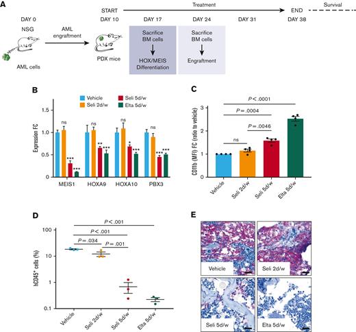 Prolonged XPO1 inhibition is necessary to elicit significant antileukemic activity in NPM1-mutated AML in vivo. (A) Schematic overview of the in vivo experiments. Each NSG mouse was transplanted with 1 × 106 GFP-Luc+ PDX cells. (B) HOXA9, HOXA10, MEIS1, and PBX3 expression by qPCR in sorted PDX2 cells after 7 days of treatment with the vehicle, selinexor 5 mg/kg 2 days per week, selinexor 5 mg/kg 5 days per week, or eltanexor 10 mg/kg 5 days per week. N = 4 mice per group, mean ± SEM, Dunnett multiple comparison test. (C) Flow cytometry quantification of human CD11b, expressed as MFI FC relative to vehicle in sorted PDX2 cells after 7 days of treatment with the vehicle, selinexor 5 mg/kg 2 days per week, selinexor 5 mg/kg 5 days per week, or eltanexor 10 mg/kg 5 days per week. N = 4 mice per group, mean ± SEM, Tukey multiple comparison test. (D) Bone marrow (BM) engraftment of PDX2 cells measured as human CD45 percentage of positive cells after 2 weeks of treatment with the vehicle, selinexor 5 mg/kg 2 days per week, selinexor 5 mg/kg 5 days per week, or eltanexor 10 mg/kg 5 days per week. N = 3 mice per group, mean ± SEM, Tukey multiple comparison test. (E) Representative images of BM histological sections stained for human CD45 after 14 days of treatment with the vehicle, selinexor 5 mg/kg 2 days per week, selinexor 5 mg/kg 5 days per week, or eltanexor 10 mg/kg 5 days per week. Original magnification ×40; scale bars, 20 μm. (F) Representative bioluminescence images of NSG mice transplanted with PDX2 cells treated with either the vehicle (N = 6) or eltanexor 10 mg/kg (N = 7) 5 days per week for 4 weeks. (G) The Kaplan-Meier curves of PDX2 mice treated with either vehicle (N = 6) or eltanexor 10 mg/kg (N = 7) 5 days per week for 4 weeks. Treatment time is shown in light gray. Log-rank (Mantel-Cox) test. (H) Representative bioluminescence images of NSG mice transplanted with PDX3 cells and treated with either the vehicle (N = 6) or eltanexor 10 mg/kg (N = 7) 5 days per week for 4 weeks. (I) The Kaplan-Meier curves of PDX3 mice treated with either vehicle (N = 6) or eltanexor 10 mg/kg (N = 7) 5 days per week for 4 weeks. Treatment time is shown in light gray. Log-rank (Mantel-Cox) test. HR; hazard ratio.