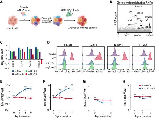 Use of CRISPR/Cas9 screening to study intrinsic tumor resistance mechanisms to CAR T cells. (A) Schematic showing the CRISPR/Cas9 screening process. (B) The 10 genes with the most significant sgRNA enrichment. (C) Log2 fold change of normalized counts of each sgRNA targeting CD58, CD81, ICAM1, or ITGA4 in the screening. (D) Efficacy of CD58, CD81, ICAM1, or ITGA4 KO in Nalm6 cells. (E-H) GFP-labeled indicated KO cells and mCherry-labeled WT cells were mixed at a ∼1:1 ratio and cocultured with control T or CAR T cells. The KO (GFP+)/WT (mCherry+) ratio was calculated over time. CD58KO/WT Nalm6 ratio (E), CD81KO/WT Nalm6 ratio (F), ICAM1KO/WT Nalm6 raito (G), and ITGA4KO/WT Nalm6 ratio (H) in growth competition assay. KO cell lines referred to sgRNA-1 targeting the indicated genes in panels E-H. A mixture of cells was cocultured with control T or CD19 CAR T cells at a 1:20 E:T ratio (n = 3). Statistical comparisons were performed using a 2-way ANOVA test with multiple comparisons. The values are shown as the means plus or minus SD. ∗P < .05; ∗∗P < .01; ∗∗∗ P < .001. ns, not significant (P > .05); RRA, Robust Rank Aggregation.