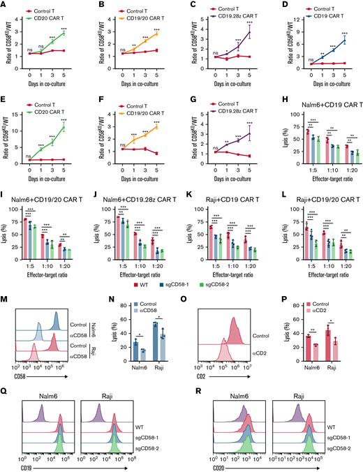 Role of CD58 in resistance to CAR T-cell–mediated killing. (A-C) CD58KO/WT Nalm6 cell ratio in growth competition assays. CD58KO Nalm6 cells referred to sgCD58-2 Nalm6 cells. (A) A mixture of Nalm6 cells were cocultured with control T cells or CD20 CAR T cells at a 1:1 E:T ratio (n = 3). (B) A mixture of Nalm6 cells were cocultured with control T cells or tandem CD19/20 CAR T cells at a 1:20 E:T ratio (n = 3). (C) A mixture of Nalm6 cells were cocultured with control T cells or CD19.28z CAR T cells at a 1:20 E:T ratio (n = 4). (D-G) CD58KO/WT Raji cell ratio in a growth competition assay. CD58KO Raji cells referred to sgCD58-2 Raji cells. (D) A mixture of Raji cells were cocultured with control T cells or CD19 CAR T cells at a 1:20 E:T ratio (n = 3). (E) A mixture of Raji cells were cocultured with control T cells or CD20 CAR T cells at a 1:20 E:T ratio (n = 3). (F) A mixture of Raji cells were cocultured with control T cells or CD19/20 CAR T cells at a 1:20 E:T ratio (n = 4). (G) A mixture of Raji cells were cocultured with control T cells or CD19.28z CAR T cells at a 1:20 E:T ratio (n = 4). (H) Cytotoxic analysis of WT and CD58KO Nalm6 cells cocultured with CD19 CAR T cells at indicated E:T ratios for 24 hours (n = 3). (I) Cytotoxic analysis of WT and CD58KO Nalm6 cells cocultured with CD19/20 CAR T cells at indicated E:T ratios for 24 hours (n = 4). (J) Cytotoxic analysis of WT and CD58KO Nalm6 cells cocultured with CD19.28z CAR T cells at indicated E:T ratios for 24 hours (n = 4). (K) Cytotoxic analysis of WT and CD58KO Raji cells cocultured with CD19 CAR T cells at indicated E:T ratios for 24 hours (n = 4). (L) Cytotoxic analysis of WT and CD58KO Raji cells cocultured with CD19/20 CAR T cells at indicated E:T ratios for 24 hours (n = 4). (M) FACS histogram showing the CD58 level in Nalm6 or Raji cell lines pretreated with control or blocking anti-CD58 mAbs for 30 minutes. (N) Cytotoxic analysis of Nalm6 or Raji cells pretreated with control or anti-CD58–blocking mAbs and cocultured with CD19 CAR T cells for 24 hours at a 1:20 E:T ratio (n = 3). (O) Representative FACS histogram showing the CD2 level in CD19 CAR T cells pretreated with control or anti-CD2–blocking mAbs for 30 minutes. (P) Cytotoxicity analysis of Nalm6 or Raji cells cocultured with control or anti-CD2 mAb-blocked CD19 CAR T cells at a 1:20 E:T ratio for 24 hours (n = 3). (Q) Representative FACS plot showing the level of CD19 expression in WT and CD58KO cell lines. (R) Representative FACS plot showing the level of CD20 expression in WT and CD58KO cell lines. Significance was assessed using a 2-way ANOVA test with multiple comparisons in panels A-L. Statistical comparisons were performed using a 2-tailed unpaired t test in panels N and P. The values are shown as the means plus or minus SD. ∗P < .05; ∗∗P < .01; ∗∗∗ P < .001. FACS, fluorescence-activated cell sorter; ns, not significant (P > .05).