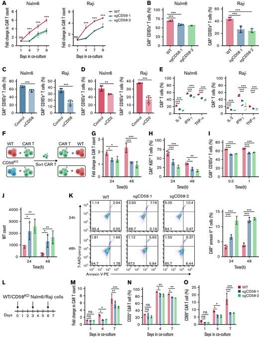 Loss of CD58 in tumor cells gives rise to CAR T-cell dysfunction. (A) Expansion of CD19 CAR T cells after coculturing with WT or CD58KO Nalm6 or Raji cells at a 1:1 E:T ratio (n = 3). (B) FACS-based measurement of CD107a expression in CD19 CAR T cells stimulated by WT or CD58KO Nalm6 or Raji cells (n = 4). (C) FACS-based measurement of CD107a expression in CD19 CAR T cells stimulated with Nalm6 or Raji cells pretreated with control or anti-CD58–blocking mAbs (n = 4). (D) FACS-based measurement of CD107a expression in CD19 CAR T cells pretreated with control or anti-CD2–blocking mAbs after stimulation with Nalm6 cells or Raji cells (n = 4). (E) FACS-based quantification of intracellular interleukin-2, IFN-γ, and TNF-α expression in CD19 CAR T cells stimulated with WT or CD58KO Nalm6 cells (n = 4) or Raji cells (n = 5) at a 1:1 E:T ratio for 8 hours. (F) Schematic showing the functional assessment study. CD19 CAR T cells and WT or CD58KO Nalm6 cells were initially cocultured at an E:T ratio of 1:1 for 3 days (first coculture). CD19 CAR T cells were sorted by the phycoerythrin magnetic beads method based on CAR staining in first coculture and then cocultured again with WT Nalm6 cells at an E:T ratio of 1:1 for 24 hours and 48 hours (secondary coculture). Expansion (G) and Ki67 expression (H) of CD19 CAR T cells after 24 hours and 48 hours in secondary coculture (n = 3). (I) CD19 CAR T cells were sorted in first coculture and then cocultured again with WT Nalm6 cells at an E:T ratio of 1:1 to test the degranulation (CD107a expression) of CAR T cells for 0.5 hours or 1 hour (n = 4). (J) Survival of WT Nalm6 cells after 24 hours and 48 hours in secondary coculture (n = 3). (K) Representative FACS plots and quantification of annexin V expression of CD19 CAR T cells after 24 hours and 48 hours in secondary coculture (n = 3). (L) Pattern of repeated antigen stimulation in vitro. (M) CD19 CAR T-cell expansion after repeated stimulation with WT or CD58KO Nalm6 cells. CD25 (N) and CD69 expression (O) in CD19 CAR T cells after repeated stimulation with WT or CD58KO Nalm6 cells (n = 3). Statistical comparisons were performed using a 2-tailed unpaired t test in panels C-D. Statistical comparisons were performed using a 1-way ANOVA test in panels B and E. Significance was assessed using a 2-way ANOVA test with multiple comparisons in panels A, G-K, and M-O. The values are shown as the means plus or minus SD. ∗P < .05; ∗∗P < .01; ∗∗∗P < .001. ↓, the time point when WT or CD58KO Nalm6 or Raji cells were added; 7-AAD-Percp, 7-Aminoactinomycin D (Peridinin-Chlorophyll-Protein Complex); FACS, fluorescence-activated cell sorter; ns, not significant (P > .05).