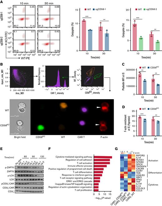 KO of CD58 in tumor cells forms ineffective IS with CAR T cells and attenuates CAR signaling. (A) CD19 CAR T cells were stained with CellTrace Violet dye and incubated with WT Nalm6 (mCherry+) and CD58KO (GFP+) Nalm6 cells for 10 minutes or 30 minutes. Representative FACS and bar plots (gating from Violet+ cells) representing the quantification of conjugates formed by WT or CD58KO with CAR T cells (n = 3). (B) CD19 CAR T cells prestained with CellTrace Violet dye were cocultured with WT (mCherry+) or CD58KO (GFP+) Nalm6 cells for 10 minutes or 30 minutes. After incubation, the cells were analyzed for the expression of CellTrace Violet, GFP, mCherry, and phalloidin (AF647) using ImageStream. Phalloidin was used to stain F-actin. The gating strategy used for the identification of IS and a representative image of an IS are shown. The white arrow points to an IS. (C) Median fluorescence intensity (MFI) of phalloidin at IS (n = 3). (D) F-actin enrichment at IS with WT or CD58KO is reported as percent protein (n = 3). (E) Proximal signaling events of CAR-expressing Jurkat cells upon stimulation with WT or CD58KO Nalm6 cells. Similar results were obtained from 3 independent biological experiments. (F) Selected pathways of gene ontology enrichment analysis in the biological process category of differentially expressed genes in CD19 CAR T cells sorted by flow cytometry 3 days after stimulation with WT or CD58KO Nalm6 cells (n = 2 different peripheral blood mononuclear cell donors). (G) Heatmap showing select differentially expressed genes related to T-cell activation, T-cell differentiation, and cytokines in CD19 CAR T cells after 3 days of stimulation with WT or CD58KO Nalm6 cells (n = 2 different PBMC donors). Statistical comparisons were performed using a 2-way ANOVA test with multiple comparisons. The values are shown as the means plus or minus SD. ∗P < .05; ∗∗P < .01; ∗∗∗ P < .001. FACS, fluorescence-activated cell sorter; KO-FITC, CD58KO cells (Fluorescein Isothiocyanate); ns, not significant (P > .05); WT-PE, WT cells (phycoerythrin).