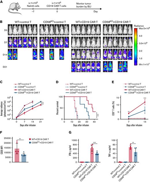 CD58-deficient tumors show decreased sensitivity to CAR T-cell therapy in mouse xenograft model. (A) Schematic showing the generation of xenograft mouse models. NPG mice (n = 6 per group) were injected IV with 1 × 105 WT or CD58KO Nalm6-luk cells 7 days after a single IV injection of 1 × 106 control T cells or CD19 CAR T cells. Tumor burden was monitored every 7 days with BLI with an IVIS imaging system. (B) IVIS-obtained images showing tumor burden; BLI was performed at the indicated time points. (C) Average radiance measurement at the indicated time points (n = 6). (D) Mouse survival was monitored and recorded (n = 6 per group). (E) T-cell persistence in peripheral blood on days 7 and 14 (n = 6). (F) FACS-based measurement of CD25 expression in CD19 CAR T cells in peripheral blood on days 7 (n = 6). (G) Cytokines in peripheral blood at 7 days after CAR T-cell infusion were measured by enzyme-linked immunosorbent assays (n = 6). Significance was assessed using a 2-way ANOVA with multiple comparisons in panels C and E. Log-rank tests were performed to assess the significance of difference in panel D. Statistical comparisons were performed using a 2-tailed unpaired t test in panel F. Statistical comparisons were performed using a 1-way ANOVA test in panel G. The values are shown as the means plus or minus SD of 6 mice per group. For panels B-G, the results were from 1 of 3 independent experiments. ∗P < .05; ∗∗P < .01; ∗∗∗P < .001. FACS, fluorescence-activated cell sorter; MFI, median fluorescence intensity; ns, not significant (P > .05).