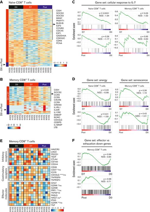 hIL-7-hyFc upregulates genes related to the cell cycle and IL-7 signaling pathway. Naive and memory CD8+ T cells at days 0 and 7, and after day 21 (post) were isolated with 6 individuals receiving the high-dose of hIL-7-hyFc (60 μg/kg). Gene expression profiles of isolated naive and memory CD8+ T cells were analyzed by RNA-seq. (A-B) Heatmap shows DEGs (adjusted P < .05, |log2 FC| > 1.0) identified from (A) naive and (B) memory CD8+ T cells at day 0 vs day 7 and at day 0 and post. (C, D, and G) GSEA of gene sets related to response to IL-7, anergy, senescence, and exhaustion in the transcriptomes of naive and memory CD8+ T cells at each time point. Results are shown as normalized enrichment scores. (C) GSEA of a gene set associated with the cellular response to IL-7 obtained from GO BP in naive and memory CD8+ T cells. (D) GSEA of genes upregulated in anergic T cells in naive CD8+ T cells (left) and senescent cells in memory CD8+ T cells (right). (E) Expression of selected genes related to T-cell functions, including inhibitory, costimulatory, and effector molecules in memory CD8+ T cells. (F) GSEA using genes related to T-cell exhaustion in memory CD8+ T cells. Statistical analyses were calculated with a Wald test. ns, not significant; ∗∗∗∗P < .0001, ∗∗∗P < .001, ∗∗P < .01, ∗P < .05.