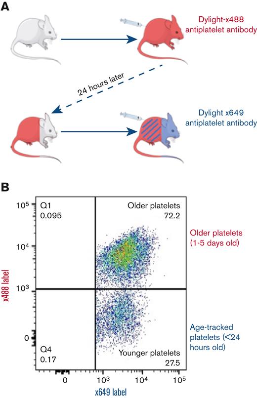 Methodological diagram of in vivo temporal labeling of platelets in mice using fluorescently tagged antibodies. (A) Mice are injected with Dylight-x488–labeled anti-CD42c to achieve near universal labeling (>95%), followed by a second injection after 24 hours with Dylight-x649–labeled anti-CD42c results in a dual-labeled platelet population and a minority x649 single-label population corresponding to platelets generated in intervening 24-hour period since the first injection. (B) Representative pseudocolor dot plot of differentially labeled platelets from blood sample as detected by flow cytometry.