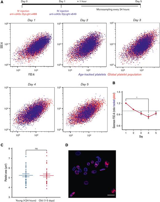 Platelets are heterogenous in size when formed and do not change size with age in the circulation. Following temporal labeling, serial blood samples were obtained each day for 5 days. (A) Representative data of age-tracked platelets (blue) in an individual mouse. Tracked platelets were detectable in circulation for the full 5 days, and distribution of size was comparable with the counterstained global platelet population (red) as determined by flow cytometric FSC and side scatter (SSC) properties. (B) Decrease in ratio of geometric mean FSC of tracked platelet relative to global populations across circulating lifespan (n = 4). (C) Confocal microscopy of fixed platelets in PRP revealed no difference in area of younger and older platelets. (D) Representative image of younger (blue) and older (blue and red) present in analyzed platelet samples isolated from labeled mouse. Data are individual replicates from 4 mice with overlaid mean ± SEM with ∗P < .05 as analyzed by Friedman test with the Dunn multiple comparison test or mean ± SEM with paired t test.