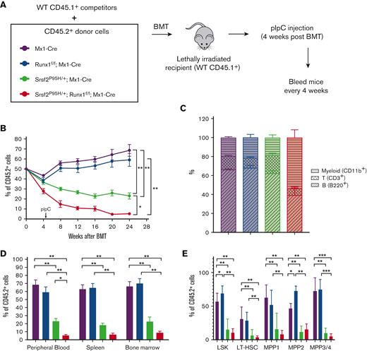 Runx1 loss exacerbates the competitive disadvantage of Srsf2 P95H HSPCs. (A) Schematic diagram of the competitive BMT experiments. (B) Percentage of CD45.2+ cells, as measured by flow cytometry, in the peripheral blood of mice at the indicated time following competitive BMT (WT, n = 6; Srsf2P95H/+, n = 8; Runx1 knockout, n = 7; double mutant, n = 7). (C) Percentages of T cells (CD3+), myeloid cells (CD11b+), and B cells (B220+) in CD45.2+ peripheral blood cells of mice 24 weeks after transplantation (WT, n = 6; Srsf2P95H/+, n = 8; Runx1 knockout, n = 7; double mutant, n = 7). (D) CD45.2 chimerism of all cells in the peripheral blood, spleen, and BM of mice at 24 weeks after transplantation (WT, n = 6; Srsf2P95H/+, n = 8; Runx1 knockout, n = 7; double mutant, n = 7). (E) CD45.2 chimerism of each stem and progenitor cell compartment in the BM of mice 24 weeks after transplantation (WT, n = 6; Srsf2P95H/+, n = 8; Runx1 knockout, n = 7; double mutant, n = 7). The surface markers indicative of each progenitor population are listed in Figure 2A-D. Data are mean ± SEM. Significance was determined by 1-way ANOVA with Tukey post hoc test. ∗P < .05, ∗∗P < .01.