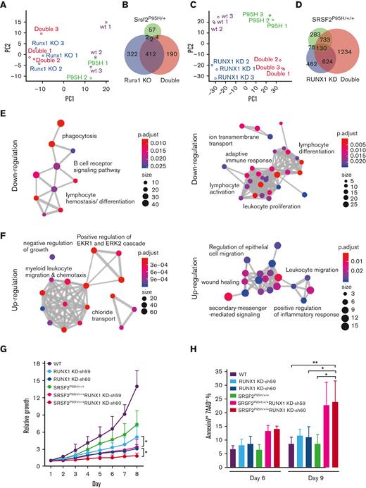 Global gene expression is dysregulated by single and double mutants. (A) Unsupervised principal component analysis of differentially expressed genes in murine LK cells of each genotype (WT, n = 3; Srsf2P95H/+, n = 2; Runx1 knockout, n = 3; double mutant, n = 3). (B) Venn diagram showing the overlap between differentially expressed genes of each genotype compared with WT murine LK cells. (C) Unsupervised principal component analysis of differentially expressed genes in K562 cells of each genotype (n = 3 for each genotype). (D) Venn diagram showing the overlap between differentially expressed genes of each genotype compared with WT K562 cells. (E) GO enrichment analysis of the downregulated genes in double mutant K562 cells compared with WT (left) and in double mutant murine LK cells compared with WT (right). (F) GO enrichment analysis of the upregulated genes in double mutant K562 cells compared with WT (left) and in double mutant murine LK cells compared with WT (right). ClusterProfiler33 was used to refine overlapping GOs by calculating enriched functional categories of individual gene clusters for panels E and F. The colors of the circles indicate the P values and the sizes of the circles indicate the number of genes in each GO term. (G) Growth curves of single/double mutant K562 cells. Cells were seeded in triplicate on day 1 and counted daily using trypan blue exclusion. Data are mean ± standard deviation of 3 independent experiments. ∗P < .05. (H) Percentages of early apoptotic cells (annexinV+ 7AAD−) in single/double mutant K562 cells were analyzed by flow cytometry on day 6 and 9 after short hairpin RNA transduction and puromycin selection. Cells were seeded in duplicate in 3 independent experiments. ∗P < .05, ∗∗P < .01. GO, gene ontology; KD, knockdown.