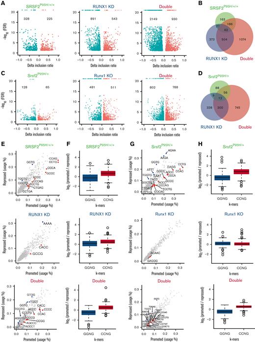 RUNX1 deficiency dramatically affects global RNA spicing. (A) Volcano plots of significantly altered splice events in SRSF2P95H/+/+, RUNX1 knockdown, and double mutant K562 cells compared with WT cells. (B) Venn diagram showing the overlap between splicing events that were significantly dysregulated in single/double mutant K562 cells relative to WT cells. (C) Volcano plots of significantly altered splice events in Srsf2P95H/+, Runx1 knockout, and double mutant murine LK cells compared with WT LK cells. (D) Venn diagram showing the overlap between splicing events that were significantly dysregulated in single/double mutant LK cells relative to WT LK cells. (E) Scatter plots showing the use of 4, 5, or 6-mer nucleotide sequences on promoted vs repressed exons in single/double mutant cells relative to WT K562 cells. (F) Bar plots quantifying the enrichment of CCNG/GGNG (N = any nucleotide) exonic splicing enhancer motifs adjacent to differentially spliced cassette exons that were promoted vs repressed in single/double mutant K562 cells relative to WT K562 cells (SRSF2P95H/+/+: P < 2.2e-16; RUNX1 knockdown: P = 1.18e-6; double mutant: P < 2.2e-16). (G) Scatter plots showing the use of 4, 5, or 6-mer nucleotide sequences on promoted vs repressed exons in single/double mutant murine LK cells relative to WT LK cells. (H) Bar plots quantifying the enrichment of CCNG/GGNG exonic splicing enhancer motifs adjacent to differentially spliced cassette exons that were promoted vs repressed in single/double mutant murine LK cells relative to WT cells (Srsf2P95H/+: P < 2.2e-16; Runx1 knockout: P = .1443; Double mutant: P < 2.2e-16). FDR, false discovery rate.