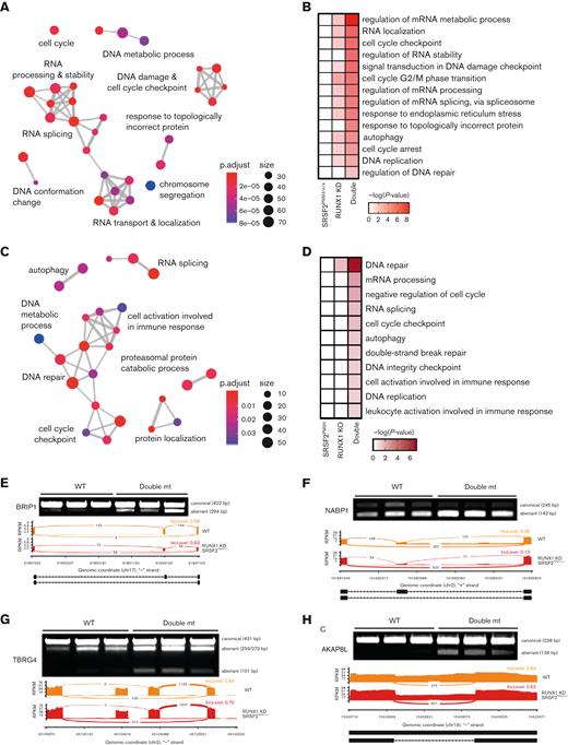 Mutant SRSF2 and RUNX1 deficiency synergistically affect the DNA damage response and cell cycle. (A) GO enrichment cluster analysis of the dysregulated splicing events in double mutant (mt) cells compared with WT K562 cells. (B) Heatmap of the most significantly enriched GO categories of misspliced transcripts in each single/double mutant K562 genotype relative to WT K562 cells. (C) GO enrichment cluster analysis of the dysregulated splicing events in double mutant murine LK cells compared with WT cells. ClusterProfiler33 was used to refine overlapping GOs by calculating enriched functional categories of individual gene clusters in panels A and C. The colors of the circles indicate the P values and the sizes of the circles indicate the number of genes in each GO term. (D) Heatmap of the most significantly enriched GO categories of misspliced transcripts in single and double mutant LK cells relative to WT cells. (E-H) Reverse transcription polymerase chain reaction validation and sashimi plots depicting the abnormal splicing of genes related to the DNA damage checkpoint (BRIP1), DNA repair (NABP1), and cell cycle (TBRG4 and AKAP8L). bp, base pair; mRNA, messenger RNA; RPKM, reads per kilo base per million mapped reads.