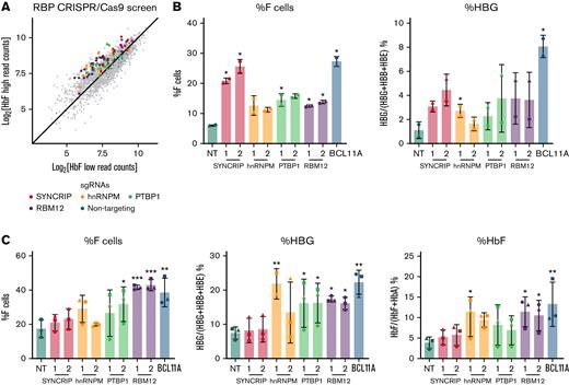 CRISPR/Cas9-based screen identified SYNCRIP, hnRNPM, PTBP1, and RBM12 as candidate HbF regulators. (A) Scatterplot displaying RBP-focused CRISPR/Cas9 screening results. Each dot represents an sgRNA. Highlighted are NT control sgRNAs and sgRNAs targeting candidate HbF regulators. (B) HUDEP2 validation results. Controls are an NT sgRNA and a BCL11A sgRNA targeting exon 2 of BCL11A. Each candidate was targeted with 2 independent sgRNAs (n = 2 biological replicates). Plotted are means ± standard deviation. Left: Percentage of F cells quantified via HbF flow cytometry. Right: qRT-PCR of HBG1/2 mRNA as percentage of total β-like globin transcripts. Results were normalized to HPRT1. ∗P < .05 by Student’s t test. (C) CD34+ HSPC validation result. Controls are NT and a BCL11A sgRNA targeting the +58 erythroid enhancer of BCL11A. Each candidate was targeted with 2 independent sgRNAs (n = 3 biological replicates). Plotted are means ± standard deviation. ∗P < .05, ∗∗P < .01, and ∗∗∗P < .001 by Student’s t test. Left: Percentage of HbF+ cells quantified via HbF flow cytometry. Center: qRT-PCR of HBG1/2 mRNA as percentage of total β-like globin transcripts. Results were normalized to HPRT1. Right: Percentage of HbF relative to NT quantified via high-performance liquid chromatography.