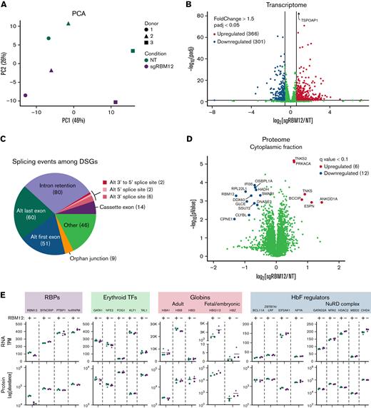 Effects of RBM12 depletion on transcriptome and proteome. (A) PCA of normalized read counts from RBM12-knockout (KO) RNA-seq in primary human erythroblasts at day 7 of differentiation. (B) Volcano plot of differentially expressed transcripts. Highlighted are transcripts found to be differentially expressed with a fold change ≥1.5 and adjusted P < 0.05. (C) Pie chart displaying abundance of alternative splicing events occurring among differentially spliced genes (DSGs). (D) Volcano plot of the cytoplasmic fraction of RBM12-KO liquid chromatography/tandem mass spectrometry in primary human erythroblasts at day 7 of differentiation. Highlighted and labeled are proteins found to be differentially expressed with a q-value <0.1. (E) Transcripts per million (TPM; top) and fold change protein abundance (bottom) of RBM12 KO vs NT control samples (n = 3 independent donors).