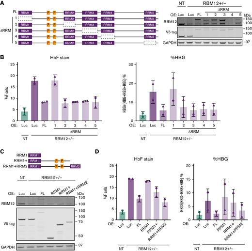 Structure function analysis of RBM12 RRM domains. Two independent RBM12+/− clones were infected with lentivirus containing conditional RBM12 overexpression (OE) and luciferase control constructs. (B and D) Plotted are means ± standard deviation. (A) Left: Schematic of various forms of RBM12 OE constructs. Right: Representative Western blot of mutant RBM12 OE constructs with indicated antibodies. (B) HbF flow cytometry (left) and qRT-PCR of HBG1/2 mRNA as percentage of total β-like globin transcripts (right) at day 5 of differentiation. (C) Top: Schematic of RBM12 truncated OE constructs. Bottom: Representative Western blot of RBM12 truncated OE constructs with indicated antibodies. (D) HbF flow cytometry (left) and qRT-PCR of HBG1/2 mRNA as percentage of total β-like globin transcripts (right) at day 5 of differentiation.