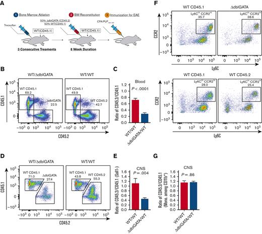 ΔdblGATA BM has reduced repopulation potential. (A) The BM of WT CD45.1+ mice was ablated by intraperitoneal injections of treosulfan, and mice were then IV injected with 8 × 106 BM cells, which were a 1:1 mixture of either WT CD45.1+ plus WT CD45.2+ BM or WT CD45.1+ plus ΔdblGATA CD45.2+ BM. After at least 8 weeks of reconstitution, mice were immunized with PLP180-199 to induce EAE and sacrificed on day 16 after immunization for the analysis of peripheral blood and CNS mononuclear cells. (B-G) Analysis of experiment described in panel A. (B) CD45.1+ and CD45.2+ cells among PBMCs of mixed chimera mice. (C) Frequency of CD45.2+ cells divided by frequency of CD45.1+ cells. (D) CD45.1+ and CD45.2+ cells among CD45+Sall1− (nonmicroglia) cells in the CNS during EAE. (E) Frequency of CD45.2+ cells divided by frequency of CD45.1+ cells. Cells included in analysis were pregated on CD45+Sall1− (CNS-infiltrating immune cells). (F) Ly6ChiCCR2+ monocytes among the gated CD45.1+ or CD45.2+ CD11b+ cells from the CNS. (G) Ratios of frequency of CD45.2+Ly6C+CCR2+ monocytes in CD45.2+CD11b+ cells divided by frequency of CD45.1+Ly6C+CCR2+ monocytes in CD45.1+CD11b+ cells. Significance was determined by 2-tailed t test. Error bars are SEM. N = 11 to 12 mice per group; data were compiled from 2 independent experiments.