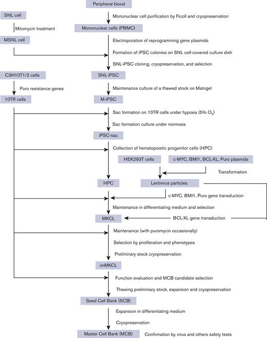 Flowchart of MCB establishment from the patient’s peripheral blood. From the patient’s peripheral blood, mononuclear cells were purified and subjected to reprogramming to iPSCs using SNL cells as feeder cells (SNL-iPSC) and then transferred on Matrigel (M-iPSC). Using the revised "PSC-sac" method, M-iPSCs were differentiated into hematopoietic progenitor cells. Then, under megakaryocyte differentiating condition, c-MYC, BMI-1, and BCL-XL were sequentially transduced by lentiviral vectors to establish imMKCLs. A single imMKCL clone was selected based on expandability and platelet production and stocked as seed cell banks (SCB) and then as an MCB in liquid nitrogen.