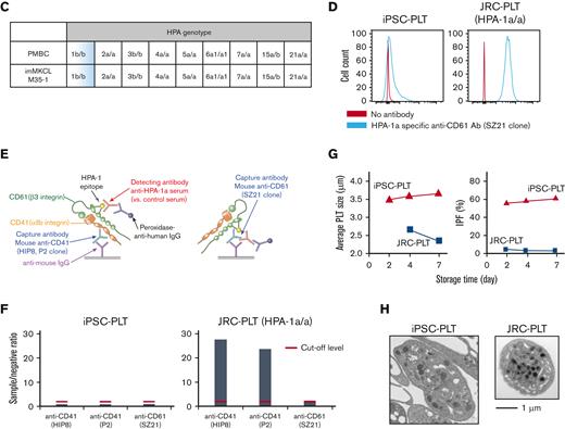 In vitro characteristics of iPSC-PLTs. (A) Representative flow cytometry scatter plots of cell surface A antigen and B antigen expression on JRC-PLTs of types A, B, AB, and O and on iPSC-PLTs. (B) Flow cytometry analysis of JRC-PLTs and iPSC-PLTs of batch 11, 13, 14, 15, 16, and 17. Mean fluorescence intensities (MFI) of CD41, CD42b, CD61, CD36, CD49b, and HLA-A/B/C are shown. For JRC-PLTs, the mean and standard deviation of MFI from 32 individuals are shown. (C) HPA genotypes of patient PBMCs and M35-1 imMKCL, determined using WAKFlow HPA typing reagents. (D) Flow cytometry histogram of iPSC-PLTs and HPA-1a/1a JRC-PLTs using HPA-1a-specific anti-CD61 (clone SZ21) antibody. (E) Scheme of the MR-MAIPA assay to identify HPA-1a antigen expression. (F) Readout ratio of anti–HPA-1a serum to negative control serum for iPSC-PLTs and HPA-1a/1a JRC-PLTs by MR-MAIPA, as in panel C. SZ21 antibody blocks the binding of anti–HPA-1a serum, resulting in values below the cutoff level for JRC-PLTs as well, thereby assuring specificity of the serum. (G) Sizes and percentages of the large IPF corresponding to iPSC-PLTs (batch 18) and blood donor–derived JRC-PLTs at different storage days. Representative data of 3 batches are shown. (H) Representative transmission electron micrograph images of iPSC-PLTs (batch 17) and JRC-PLTs. Scale bar: 1 μm.