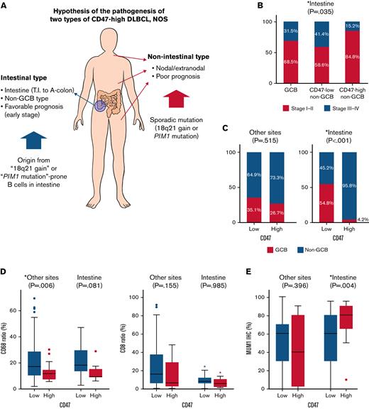 Two types of CD47-high diffuse large B-cell lymphoma, not otherwise specified. (A) Schematic illustration of the differences between intestinal and nonintestinal type CD47-high DLBCL. (B) Proportion of advanced Ann Arbor stage according to cell of origin and CD47 status in patients with intestinal DLBCL. (C) Difference in cell of origin of intestinal and nonintestinal DLBCLs according to CD47 status. (D) Differences in CD68 and CD8 ratios according to tumor locations and CD47 status. (E) MUM1 immunostaining results (review of electronic medical records) according to tumor locations and CD47 status. This graph shows high homogeneity of tumor cells of intestinal CD47-high DLBCL that is different from that of other site lymphomas.