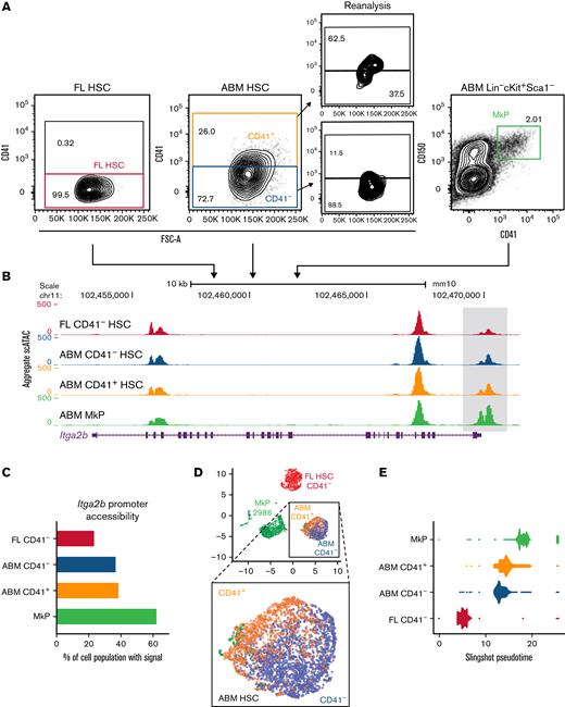 Fetal-to-adult HSC transition is associated with chromatin accessibility signatures for Mk lineage priming. (A) Cell-sorting strategy for populations subjected to scATAC-seq. Post-sort reanalysis is shown for CD41– and CD41+ABM HSCs to indicate CD41 separation. (B) Aggregate scATAC-seq tracks show chromatin accessibility at the Itga2b locus of the sorted populations. Box highlights promoter region. (C) Itga2b promoter accessibility represented as percentage of single cells with detectable ATAC-seq signal within the promoter region. (D) UMAP visualization of single FL HSC CD41– (red = 2403 HSCs), ABM CD41– (blue = 2310 HSCs), ABM CD41+ (orange = 1123 HSCs), and MkPs (green = 2986 ABM MkPs). Magnified section shows combined ABM HSC cluster. (E) Slingshot pseudotime analysis44 based on PCA trajectory of the 10 000 most variable peaks. Each cell is represented as one dot. Accessibility analysis in panels F and I was performed on aggregate scATAC-seq data for the indicated samples. (F) Top enriched transcription factor–binding motifs for differentially accessible regions between ABM CD41– HSCs and FL CD41– HSCs. (G) UMAP visualization NFE2 motif accessibility enrichment across all samples at the single-cell level. Blue to yellow hues show relative accessibility. (H) Accessibility read coverage for previously published erythroid- and Mk-specific NFE2-binding sites defined per chromatin immunoprecipitation sequencing.47 Bar plots show maximum ATAC read coverage values for the indicated samples. (I) Top enriched transcription factor–binding motifs for differentially accessible regions between ABM CD41+ HSCs and ABM CD41– HSCs. (J) UMAP visualization of GATA1 motif accessibility enrichment across all samples at the single-cell level. Blue to yellow hues show relative accessibility. (K) Relative promoter accessibility of select Mk, erythroid, and shared lineage genes represented as the fraction of single cells with detectable scATAC-seq signal relative to the value of FL CD41– HSCs. FSC-A, forward scatter area.