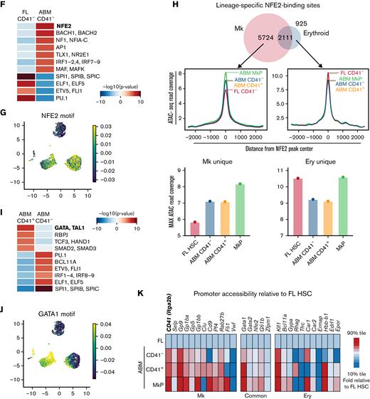 Fetal-to-adult HSC transition is associated with chromatin accessibility signatures for Mk lineage priming. (A) Cell-sorting strategy for populations subjected to scATAC-seq. Post-sort reanalysis is shown for CD41– and CD41+ABM HSCs to indicate CD41 separation. (B) Aggregate scATAC-seq tracks show chromatin accessibility at the Itga2b locus of the sorted populations. Box highlights promoter region. (C) Itga2b promoter accessibility represented as percentage of single cells with detectable ATAC-seq signal within the promoter region. (D) UMAP visualization of single FL HSC CD41– (red = 2403 HSCs), ABM CD41– (blue = 2310 HSCs), ABM CD41+ (orange = 1123 HSCs), and MkPs (green = 2986 ABM MkPs). Magnified section shows combined ABM HSC cluster. (E) Slingshot pseudotime analysis44 based on PCA trajectory of the 10 000 most variable peaks. Each cell is represented as one dot. Accessibility analysis in panels F and I was performed on aggregate scATAC-seq data for the indicated samples. (F) Top enriched transcription factor–binding motifs for differentially accessible regions between ABM CD41– HSCs and FL CD41– HSCs. (G) UMAP visualization NFE2 motif accessibility enrichment across all samples at the single-cell level. Blue to yellow hues show relative accessibility. (H) Accessibility read coverage for previously published erythroid- and Mk-specific NFE2-binding sites defined per chromatin immunoprecipitation sequencing.47 Bar plots show maximum ATAC read coverage values for the indicated samples. (I) Top enriched transcription factor–binding motifs for differentially accessible regions between ABM CD41+ HSCs and ABM CD41– HSCs. (J) UMAP visualization of GATA1 motif accessibility enrichment across all samples at the single-cell level. Blue to yellow hues show relative accessibility. (K) Relative promoter accessibility of select Mk, erythroid, and shared lineage genes represented as the fraction of single cells with detectable scATAC-seq signal relative to the value of FL CD41– HSCs. FSC-A, forward scatter area.