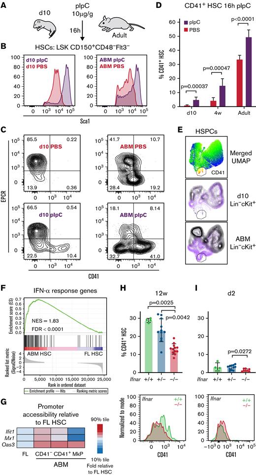 Neonatal HSCs are resistant to inflammation-induced acute Mk lineage differentiation. (A) pIpC challenge in 10-day-old (d10) and adult mice. (B-C) Representative FACS data showing BM HSCs for experiment outlined in panel A. (D) CD41+ HSC frequency in PBS- or pIpC-treated mice of the indicated ages (n = 6-9 for each treatment/age). Error bars indicate standard deviation of the mean. Statistical significance determined by multiple t tests using the Holm-Šídák method. (E) Representative merged UMAP visualization of concatenated FACS data from d10 and ABM HSPCs 16 hours after pIpC (purple) or PBS (black) treatment. (F) Gene set enrichment analysis of the interferon-α (IFN-α) response hallmark gene set.66 (G) Relative accessibility for select IFN-inducible genes represented as the fraction of single cells with detectable ATAC-seq signal. (H) FACS analysis of 12-week-old (12w) Ifnar-deficient mice. Upper panel: CD41+ frequency in HSCs of the indicated genotypes (n = 4-12). Lower panel: representative histogram overlay of CD41 expression. (I) FACS analysis of 2-day-old (d2) Ifnar-deficient pups. Upper panel: CD41+ frequency in HSCs of the indicated genotypes (n = 4-11). Lower panel: representative histogram overlay of CD41 expression. Statistical significance was determined by using the Kruskal-Wallis test followed by Dunn’s multiple comparisons test. EPCR, endothelial protein C receptor; FDR, false discovery rate; LSK, lineage–Sca1+cKit+; NES, normalized enrichment score.