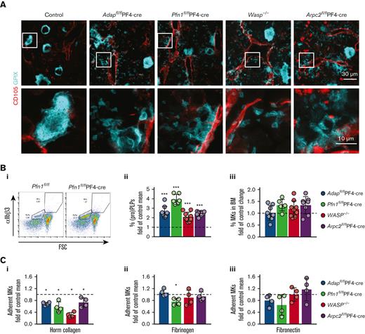 Reduced adhesionof BM-derived ADAP-, PFN1-, WASp-, and ARP2/3-deficient MKs on ECM proteins. (A) Cryosections of BM from control (Adapfl/fl), ADAP-, PFN1-, WASp-, and ARP2/3-deficient mice stained for GPIX (cyan) to visualize MKs, and (pro)PLPs and CD105 (red) to identify sinusoids. The images from the bottom panel are magnified from the regions indicated in the upper panel. Scale bars represent 30 μm (upper panel) and 10 μm (lower panel). (Bi) Gating strategy for the detection of (pro)PLPs and MKs in BM samples based on the size and expression of αIIbβ3. Shown is the dot plot of a Pfn1fl/fl-PF4-cre BM sample and the corresponding control (Pfn1fl/fl). (Bii) Quantification of (pro)PLPs in the BM as percentage of the control mean. The percentage of (pro)PLPs in the BM was calculated and normalized to the mean of their respective control MKs. The controls are indicated by dashed lines. (Biii) Quantification of MKs in the BM as percentage of the control mean. The percentage of MKs in the BM was calculated and normalized against the mean of the respective control MKs. The controls are indicated by dashed line. Each data point represents a single mouse. N = 3-9. (C) Normalized adhesion assay of in vitro cultured BM-derived MKs from the respective controls, ADAP-, PFN1-, WASp-, and ARP2/3-deficient mice on Horm collagen (Ci), fibrinogen (Cii), and fibronectin (Ciii). The percentage of adherent mutant MKs after 3.5 hours incubation was calculated and normalized against the mean of their respective control MKs. Controls are indicated with a dashed line. Each dot represents a technical replicate. The experiment was performed at least twice.