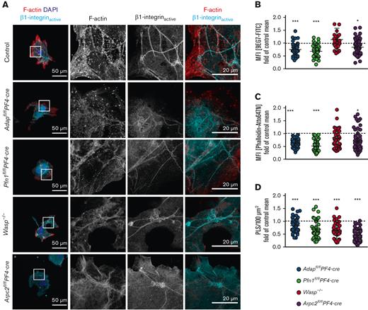 Cultured spread MKs from mutant mice exhibit reduced PLS formation, F-actin content, and β1-integrin activation. (A) Representative confocal images of cultured BM-derived MKs from control (Adapfl/fl), ADAP-, PFN1-, WASp-, and ARP2/3-deficient mice spread on Horm collagen and stained for F-actin (red), the active form of β1-integrin (cyan), and the nucleus (blue). Scale bars represent 50 μm (left) and 20 μm (right). (B) Mean fluorescence intensity of active β1-integrin, (C) F-actin, and (D) density of PLS in the lowest optical section of spread MKs on Horm collagen, normalized to their respective control cells. Controls are indicated by a dashed line (B-D). (B-D) 35 to 59 MKs per genotype were analyzed. The data points represent individual MKs.