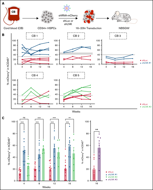 LNK depletion enhances engraftment of umbilical CB HSCs in PB of xenotransplanted mice. (A) Experimental scheme of lentiviral transduction and xenotransplantation assay. Primary human CD34+ HSPCs were isolated from CB and transduced with lentivirus expressing miR30-based short hairpin RNAs (shRNAs) to either Luc or LNK and coexpress mCherry as a fluorescent marker. Subsequently, transduced HSPCs were transplanted into immunodeficient NBSGW mice. (B) mCherry+ percentages in the hCD45+ PB of transplanted mice were examined every 4 weeks, up to 16 weeks, and percent mCherry+ within hCD45+ of individual mice in the PB over time is shown, represented by each solid line. Gray bars indicate the range of shLuc and shLNK mCherry+ transduction rates at time of transplant. Each graph tracks the reconstitution of an individual CB. (C) Mean percent mCherry+ within hCD45+ PB cells at different time points posttransplant is shown. Each symbol represents an individual mouse; bars indicate mean values; error bars indicate plus or minus SEM. *P < .05; **P < .01; ***P < .001 as determined by 2-way ANOVA followed by Dunnett’s multiple comparisons (shLuc vs shLNK #1 and #2) or 2-tailed Student t test (shLuc vs shLNK #3). N = 23 shLuc, n = 9 shLNK #1, n = 7 shLNK #2, and n = 8 shLNK #3 transplanted mice. The data are pooled from biological replicates n = 8 CBs for shLuc, 3 CBs for shLNK #1, 2 CBs for shLNK #2, and 3 CBs for shLNK #3. Ns, not significant