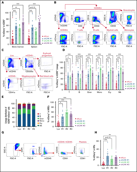 LNK inhibition increases CB HSC reconstitution of all hematopoietic lineages in the bone marrow and spleen. CB-derived CD34+ HSPCs were transduced with lentiviral shRNAs to Luc or LNK and transplanted into NBSGW mice as described in Figure 1. After 16 to 27 weeks, BMs and spleens from the recipient mice were analyzed for human cell engraftment. (A) Mean percent mCherry+ in hCD45+ BM and spleen cells. (B) Representative myeloid and lymphoid flow cytometric plots in xenotransplanted mice. T cells (T) = CD3+, B cells (B) = CD19+, granulocytes (Gran) = CD33+SSChi, and monocytes (Mono) = CD33+SSClo. (C) Representative erythroid and megakaryocyte flow cytometric plots in xenotransplanted mice. Erythroid progenitors (Ery) = hCD45+CD235a+, red blood cells (hRBC) = hCD45-CD235a+, and megakaryocytes (Mk) = hCD45+CD41a+. (D) Mean percent mCherry+ within each hematopoietic lineage of the engrafted hCD45+ cells in the BM as shown in panels B and C. (E) Lineage distribution of engrafted hCD45+mCherry+ cells in the BM. (F) Mean percent mCherry+ of hRBCs in the BM as shown in panel C. (G) Representative platelet flow cytometric plot for panel H. (H) Mean percent mCherry+ of human platelets (hPlts) (FSClohCD45−mCD45−hCD61+) in the BM. In all relevant panels, each symbol represents an individual mouse; bars indicate mean values; error bars indicate plus or minus SEM. *P < .05; **P < .01; ***P < .001 as determined by 1- (panels F and H) or 2-way (panels A, D, and E) ANOVA followed by Dunnett’s multiple comparisons to shLuc. N = 23 shLuc, n = 9 shLNK #1, n = 7 shLNK #2, and n = 8 shLNK #3 transplanted mice. The data are pooled from biological replicates n = 8 CBs for shLuc, 3 for shLNK #1, 2 for shLNK #2, and 3 for shLNK #3.