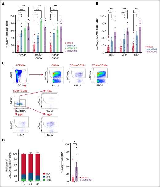 Abrogation of LNK enhances the engraftment of transplantable HSCs in the bone marrow. CB-derived CD34+ HSPCs were transduced with lentiviral shRNAs to Luc or LNK and transplanted into NBSGW mice as described in Figure 1. (A) Mean percent mCherry+ in the engrafted CD34+ compartment in the BM. (B) Mean percent mCherry+ in the engrafted CD34+CD38− compartments in the BM HSCs (CD34+CD38−CD45RA−CD90+), multipotent progenitors (MPPs) (CD34+CD38−CD45RA−CD90−), and multilymphoid progenitors (MLPs) (CD34+CD38−CD45RA+CD90lo/−). (C) Representative HSPC flow cytometric analysis of the transplanted BM. (D) Proportion of HSPC subpopulations in the mCherry+CD34+CD38− compartment of engrafted BM. N = 23 shLuc, n = 9 shLNK #1, n = 7 shLNK #2, and n = 8 shLNK #3 transplanted mice. The data are pooled from biological replicates n = 8 CBs for shLuc, 3 CBs for shLNK #1, 2 CBs for shLNK #2, and 3 CBs for shLNK #3. (E) After 16 to 27 weeks, total BMs from shLuc and shLNK #3 primary recipients were transplanted into secondary NBSGW recipients. Mean mCherry+ percent in hCD45+ PB at week 12 is shown. N = 9 shLuc, n = 8 shLNK #3 mice. In all relevant panels, each symbol represents an individual mouse; bars indicate mean values; error bars indicate plus or minus SEM. *P < .05; **P < .01; ***P < .001; as determined by 2-way ANOVA followed by Dunnett’s multiple comparisons to shLuc. Secondary xenotransplantation was analyzed by 2-tailed Student t test.