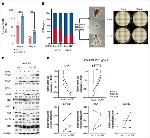 LNK depletion enhances colony forming potential and cytokine-induced STAT5 signaling in CD34+ HSPCs. CB-derived HSPCs were transduced with shRNAs to Luc or LNK and sorted for mCherry+ cells 48 hours posttransduction. (A-B) mCherry+ cells were either directly plated in methylcellulose (day 3) or cultured in cytokine-containing media for an additional 5 days (day 8) and subsequently plated in methylcellulose for CFC assay. CFU progenitor frequency was quantified after 12 to 14 days. (A) Representative CFU counts are shown per 500 CD34+ HSPCs. (B) Distribution of different types of colonies is shown. N = 3 CBs. Each symbol represents an individual plate; bars indicate mean values; error bars indicate plus or minus SD. *P < .05; **P < .01; ***P < .001 as determined by 2-way ANOVA followed by Šídák’s multiple comparisons. Representative colonies and full CFU plates are shown. (C) Purified mCherry+ CD34+ HSPCs were starved for 2 hours and stimulated with different concentrations of GM-CSF for 10 minutes. Cells were lysed and subjected to western blot analysis with indicated antibodies. Representative blots for cytokine-induced JAK/STAT activation are shown. Protein levels were quantified by the intensity of the bands then normalized to Glyceraldehyde 3-phosphate dehydrogenase (GAPDH) controls, and the numbers are shown underneath the respective protein band. (D) Relative protein levels of LNK and phosphorylated proteins of individual CB samples after stimulation with 20 ng/mL GM-CSF is shown. N = 3 CBs. Each colored symbol and dashed line indicate an individual CB sample in each independent experiment. *P < .05; **P < .01; ***P < .001, calculated using paired 2-tailed Student t tests. GEMM, granulocyte, erythrocyte, monocyte, megakaryocyte CFUs.