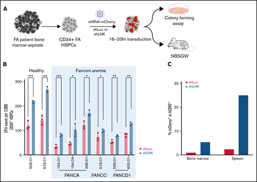 LNK inhibition expands primary patient-derived FA HSPCs. (A) Experimental scheme of lentiviral transduction followed by CFC or xenotransplantation assay. Primary CD34+ HSPCs were isolated from BM aspirates of healthy individuals or FA patients and transduced with lentivirus-expressing shLuc or shLNK along with the mCherry marker. Transduced cells were either directly injected into NBSGW mice or plated for CFC assays after flow cytometric sorting of mCherry+ cells. (B) Healthy or FA HSPCs were sorted for mCherry positivity 48 hours posttransduction and plated onto semisolid methylcellulose culture media. CFU progenitors were enumerated 12 to 14 days later. Each symbol represents an individual plate; bars indicate mean values; error bars indicate plus or minus SD. *P < .05; **P < .01; ***P < .001 as determined by 2-tailed Student t tests. N = 2 healthy samples and 6 FA patient samples. (C) Transduced HSPCs from a FA patient (FA-D1 #600.01) were transplanted into NBSGW mice, and engraftment in the BM and spleen was assessed after 16 weeks. Percent mCherry+ in the engrafted hCD45+ BM and spleen is shown. N = 1 patient FA-D1 #600.01, 1 mouse per shRNA. Bars indicate percent mCherry+.
